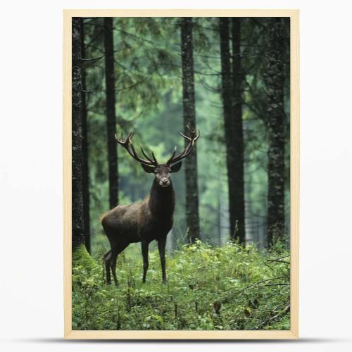 Elk in Forest