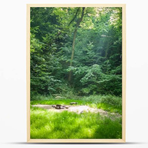 Forest camping place