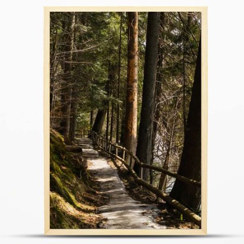 Pathway with fence near moss and trees on hill in forest 