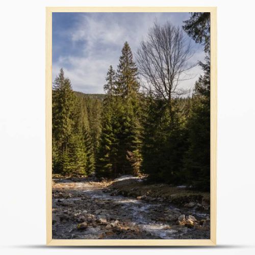 River with stones and evergreen forest at daylight 