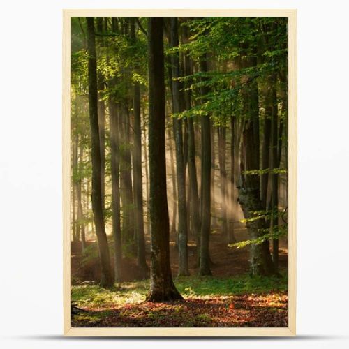 Autumn forest trees. nature green wood sunlight backgrounds.