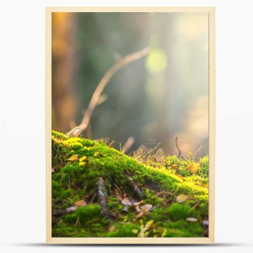 Forest floor in autumn with ray of light