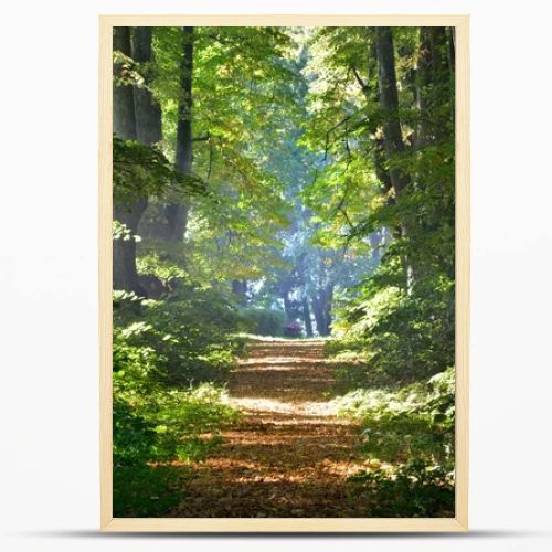 Rural gravel road (alley) through mighty green linden trees. Soft sunlight, sunbeams. Fairy forest landscape. Picturesque scenery. Pure nature. Art, hope, heaven, loneliness, wilderness concepts