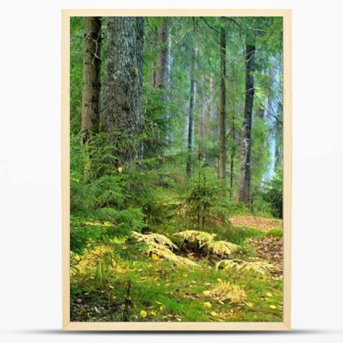 Dark pine forest scene