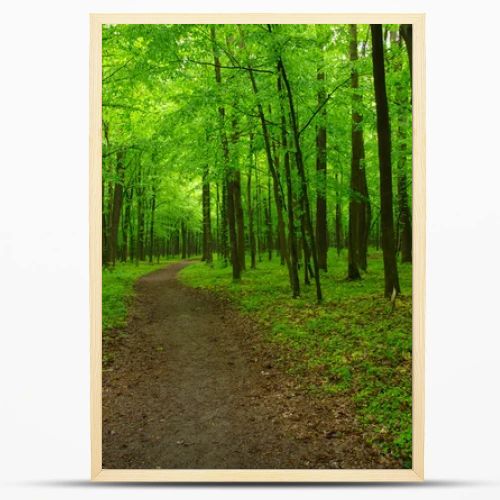 beautiful green forest