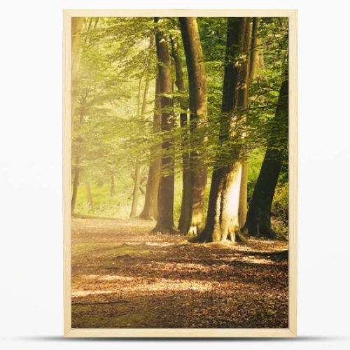 European deep forest