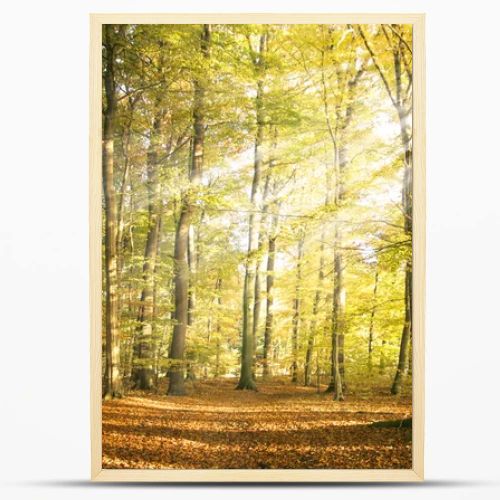 Autumn forest landscape with sun rays and colorful autumn leaves