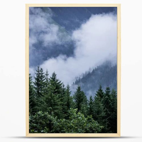 Deep clouds over the fir trees in the Austrian Alps - Vorarlberg region - travel photography