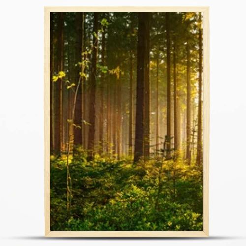 Silent Forest in spring