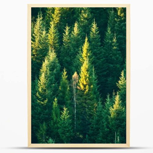 Beautiful evergreen forest with fir trees