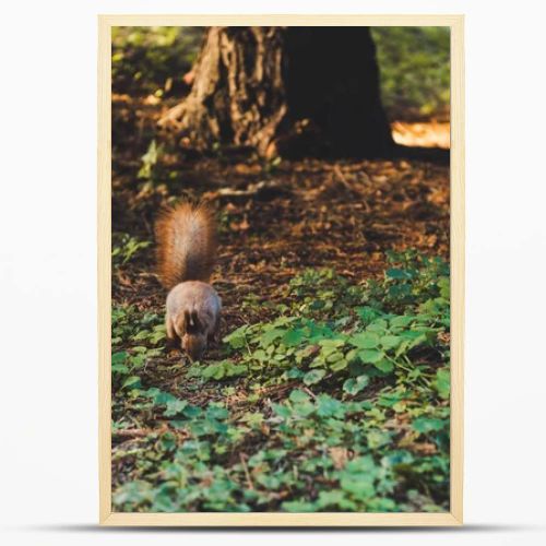 squirrel in forest