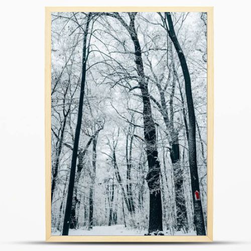 tranquil winter forest under white cloudy sky