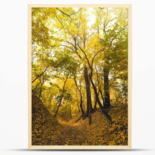 autumn park covered with fallen leaves