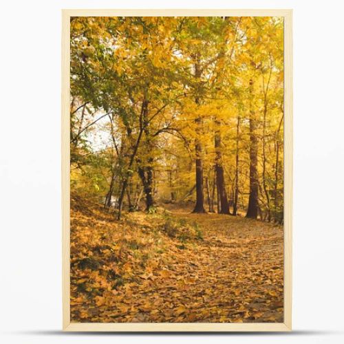 autumn forest