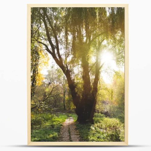 willow tree in park