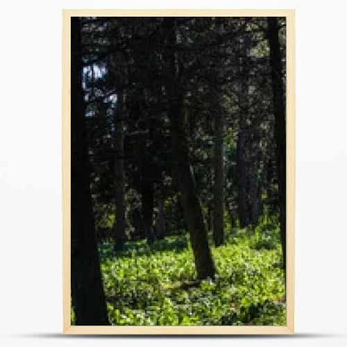 Trees and green grass with sunlight in forest, panoramic shot