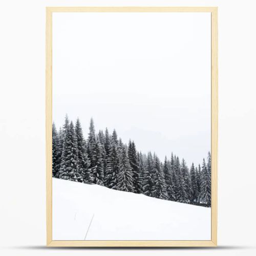 pine trees forest covered with snow on hill with white sky on background