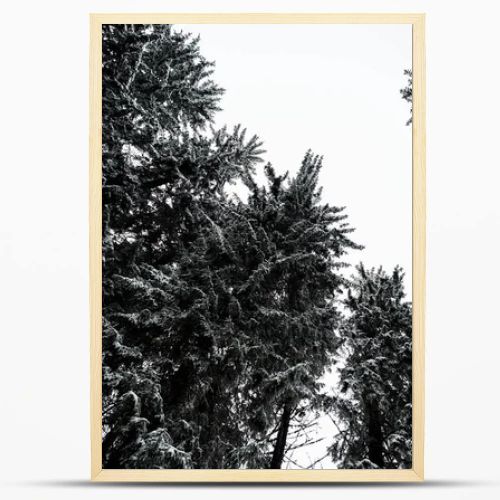 bottom view of pine trees covered with snow with white pure sky on background