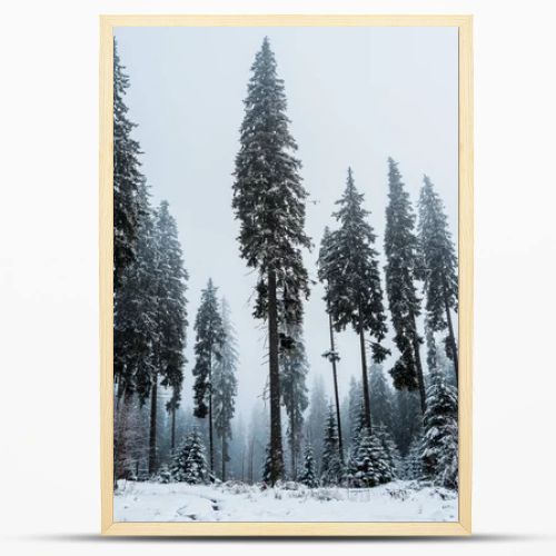 scenic view of pine forest with tall trees covered with snow