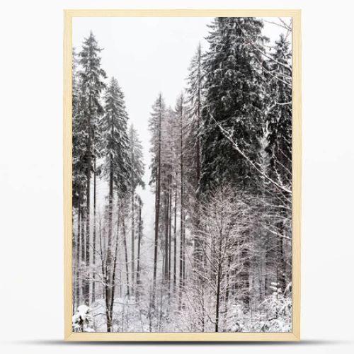 scenic view of pine forest with tall trees covered with snow