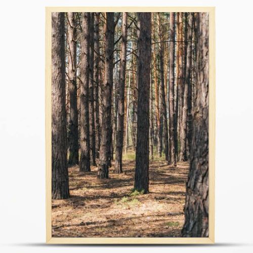 selective focus of tree trunks in summer woods 