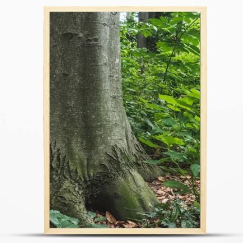 close-up shot of massive tree trunk growing in forest