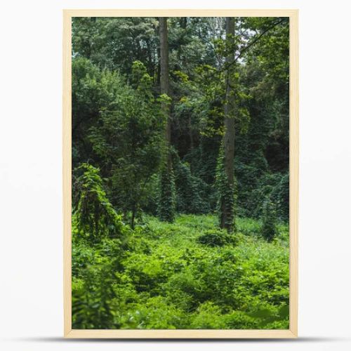 tranquil shot of forest with ground covered with green vine
