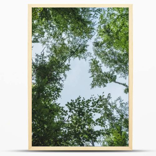 bottom view of blue sky through tree branches