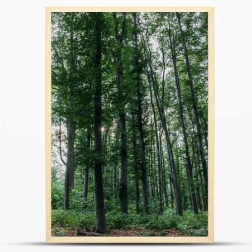 dramatic shot of green forest on cloudy day