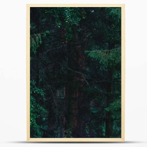 full frame shot of dramatic pine forest