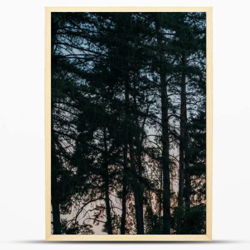 silhouettes of pine trees with sunset sky on background