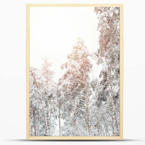 low angle view of snowy winter forest and sunlight