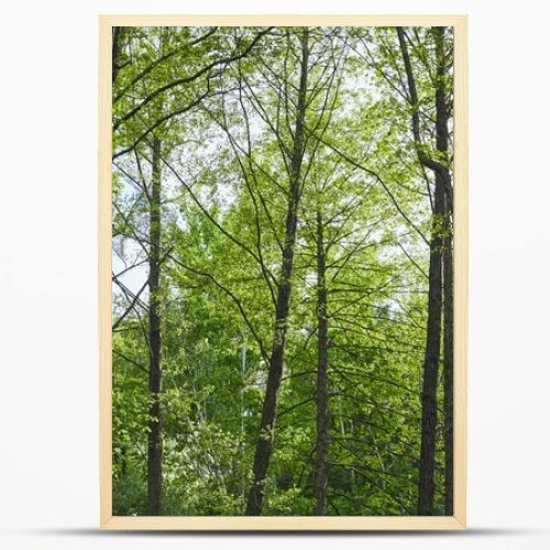 Low angle view of green trees in forest on blue sky background