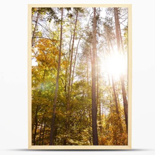 sun, trees with yellow and green leaves in autumnal park at day 