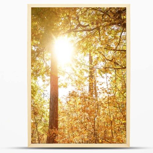 sun, trees with yellow and green leaves in autumnal park at day 