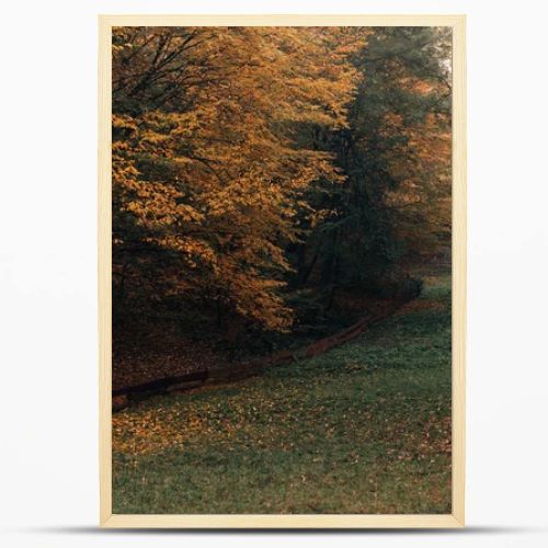 Pathway with fallen yellow leaves in autumn forest