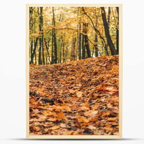 Selective focus of autumn forest with fallen leaves 