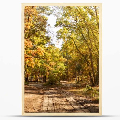 scenic autumnal forest with golden foliage, path and shining sun