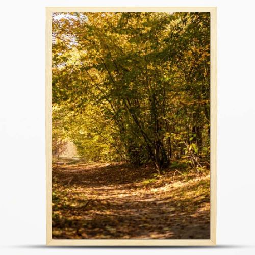 picturesque autumnal forest with golden foliage and path in sunlight