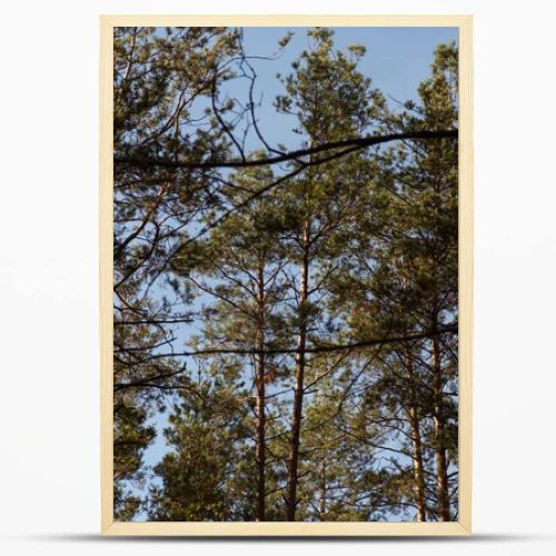 low angle view of picturesque forest with green tall pines in sunlight