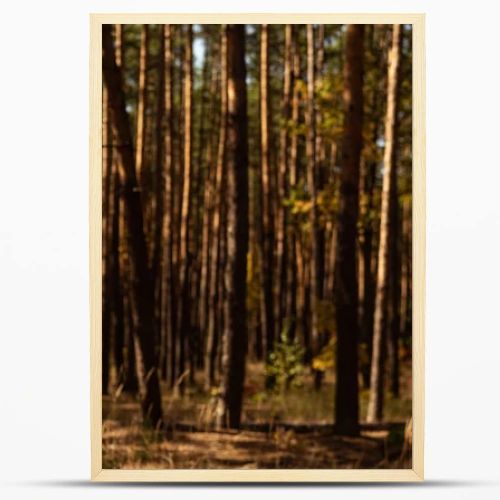 picturesque autumnal forest with tall pines in sunlight