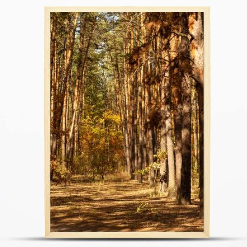 scenic autumnal forest with tree trunks and path in sunlight