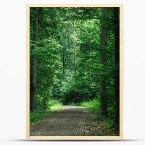 path in green beautiful dark forest in Wurzburg, Germany