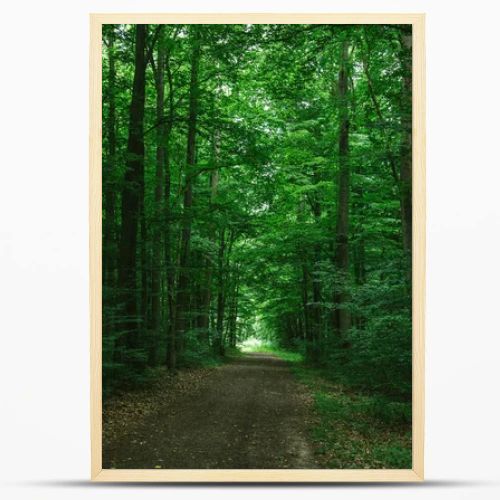 path in green dark forest in Wurzburg, Germany