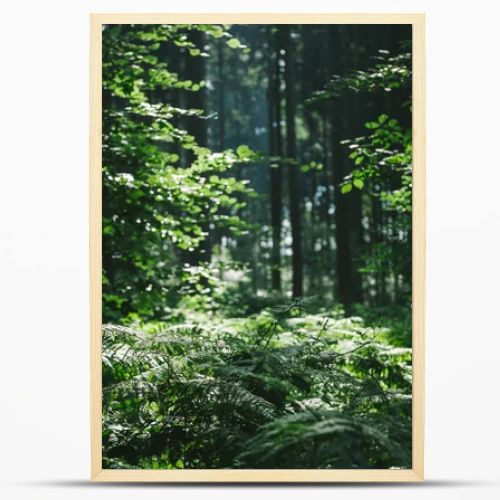 trees in beautiful forest under sunlight in Hamburg, Germany 