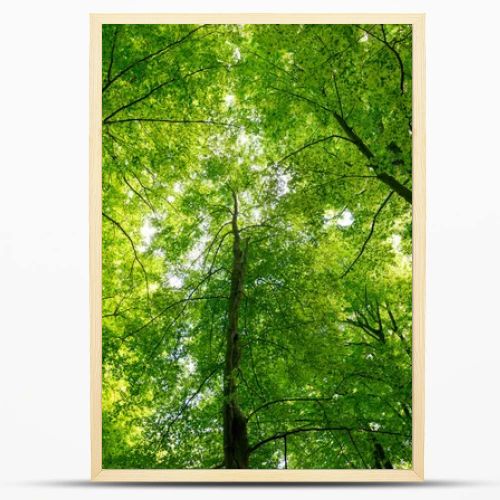 Natural Forest of Beech 