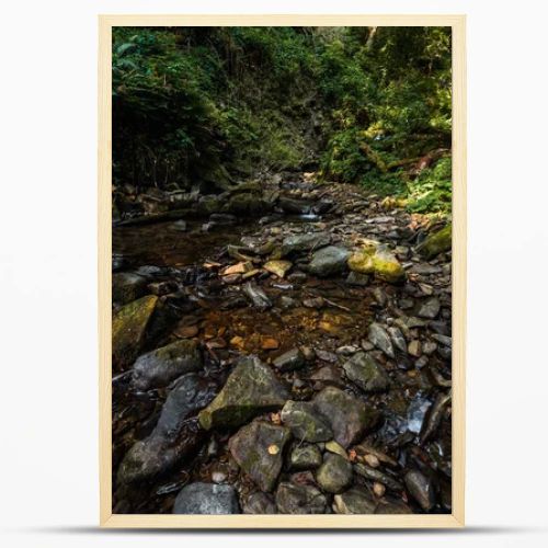 sunshine on green plants near wet stones in woods 