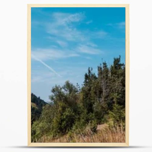 panoramic shot of evergreen pines near golden field against sky 