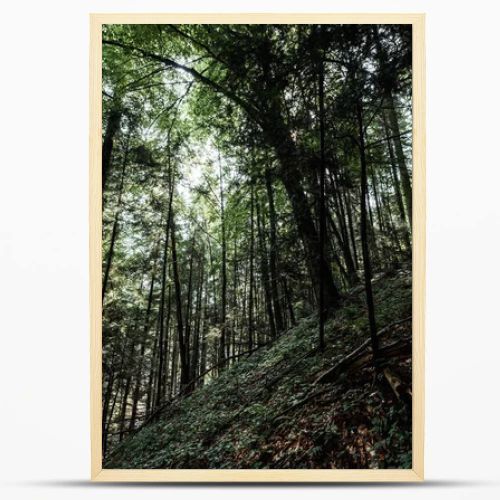 low angle view of trees with green leaves in woods 