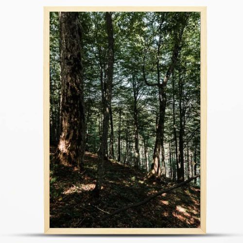 sunshine on trees with green and fresh leaves in woods 